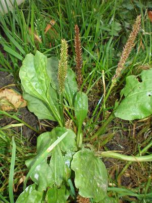 Image : Plantain - 