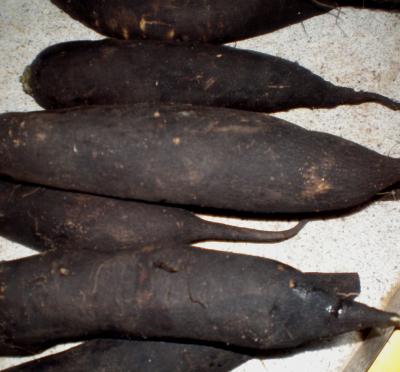 Photo : des radis noirs