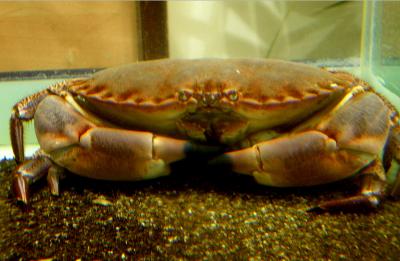 Image : Crabe - crabe