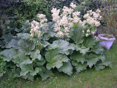 Photo : Plant de rhubarbe