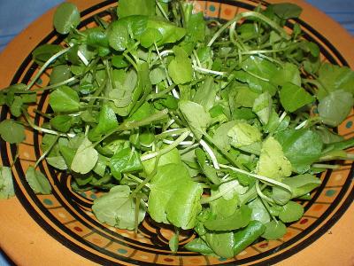 Image : Cresson - saladier de cresson