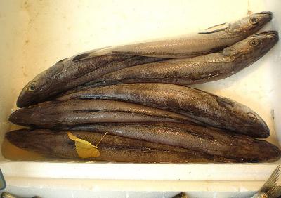 Image : Merlan  - Filet de merlan aux câpres