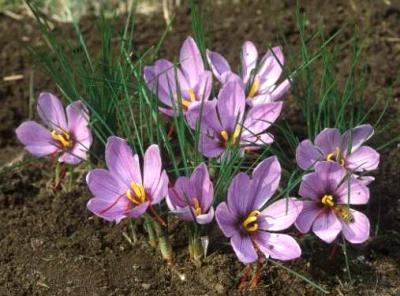 Image : Safran  - crocus-safran