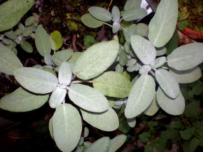 Image : Sauge  - plants de sauge