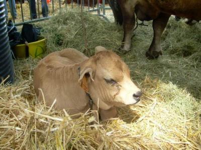 Image : Veau - Veau