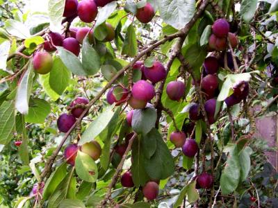 Image : Quetsche  - Branche d'arbre chargée de quetches