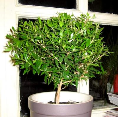Photo : petit pot de myrte