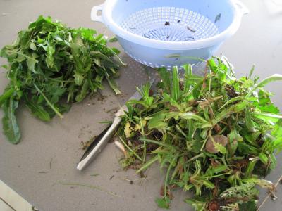 Salade de pissenlits au lard à l'ardennaise - 2.1