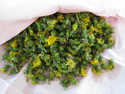 Gelée ou cramaillote de fleurs de pissenlits - 1.3