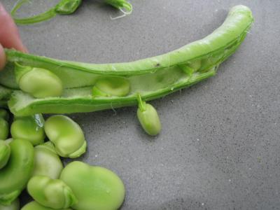 Sauté de carottes et fèves à la semoule - 4.2