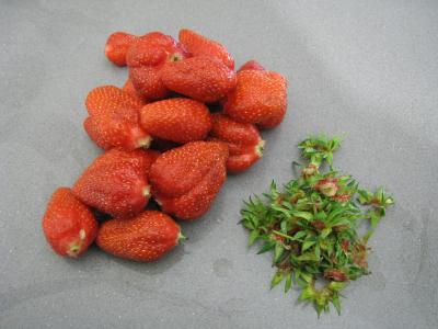 Sauce glacée aux fraises - 1.2