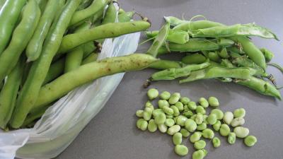 Fèves crèmées aux lardons - 5.1