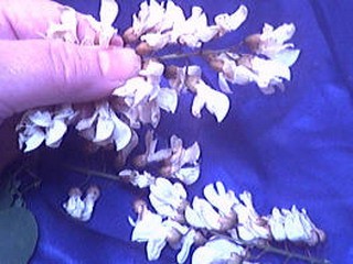 Beignets de fleurs d'acacia - 1.1