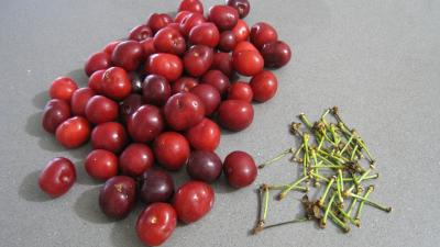 Clafoutis aux cerises - 1.1