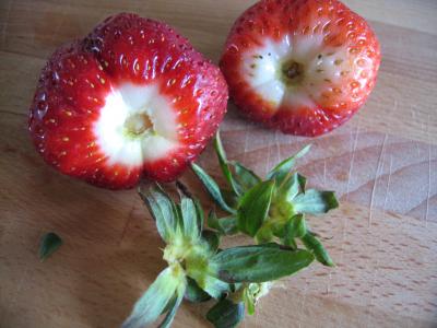 Salade de blé aux fruits - 5.3