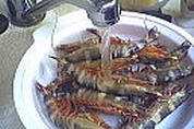 Bouchées au ragoût de gambas - 2.2