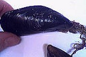 Moules à la bière - 3.1