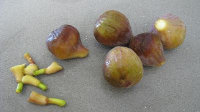Blanquette de figues à la bière et au coco - 1.2