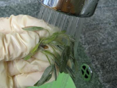 Velouté d'orties aux légumes - 3.1