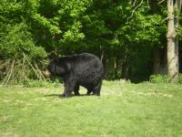 Carnivore
