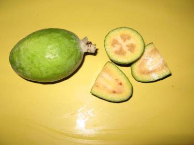 Photo : Feijoa