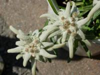 Rosette