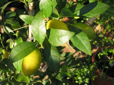 Limquat
