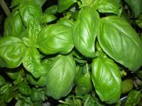 Basilic