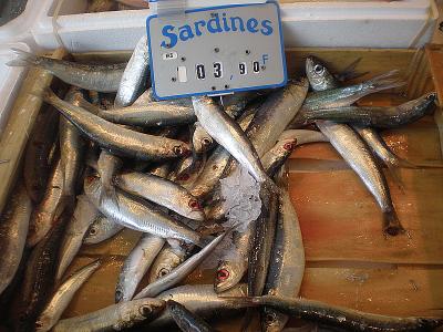Sardine