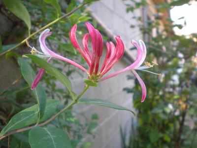 Les chèvrefeuilles