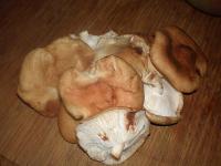 Shiitaké ou shitake