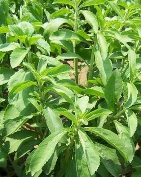 Image : Stevia