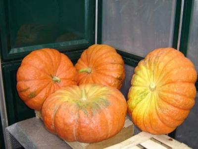 Photo : Citrouille