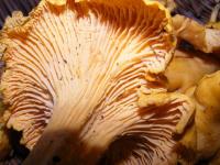 Girolle ou chanterelle