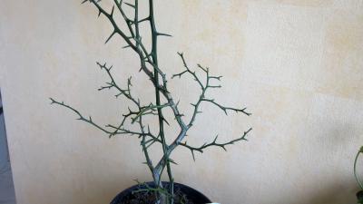 Citronnier épineux