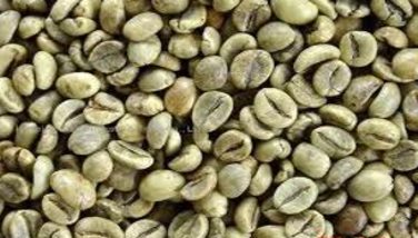 Robusta