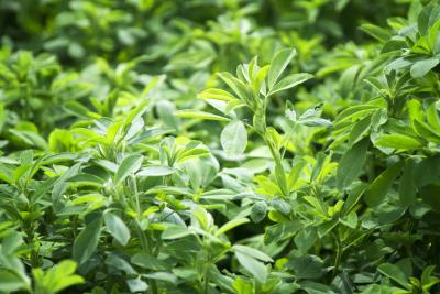 Luzerne (alfalfa)