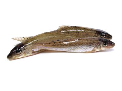 Goujon