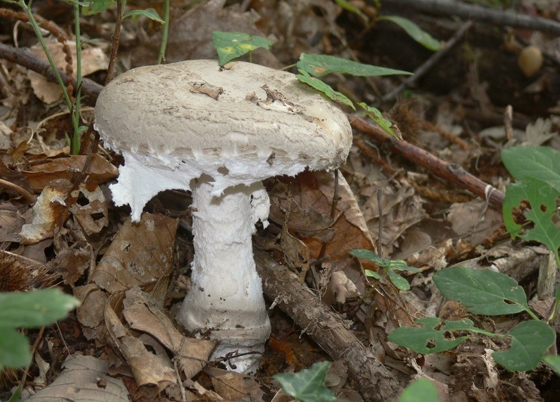 Carpophore