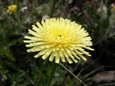 Chrysanthème