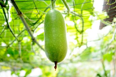 Courge cireuse