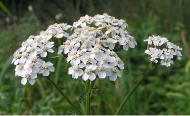 Inflorescence