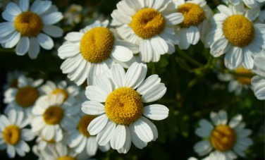 Camomille