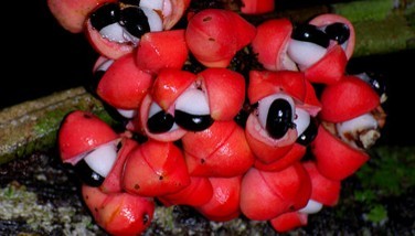 Guarana