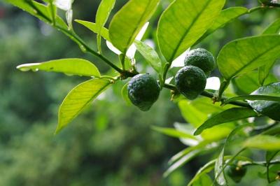 Citrus sudachi