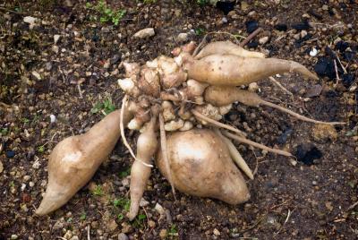 Poire de terre Cochet