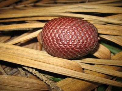 Buriti