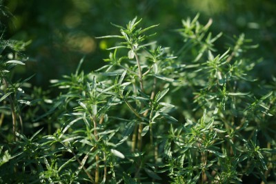 Comment combattre la mauvaise haleine ?