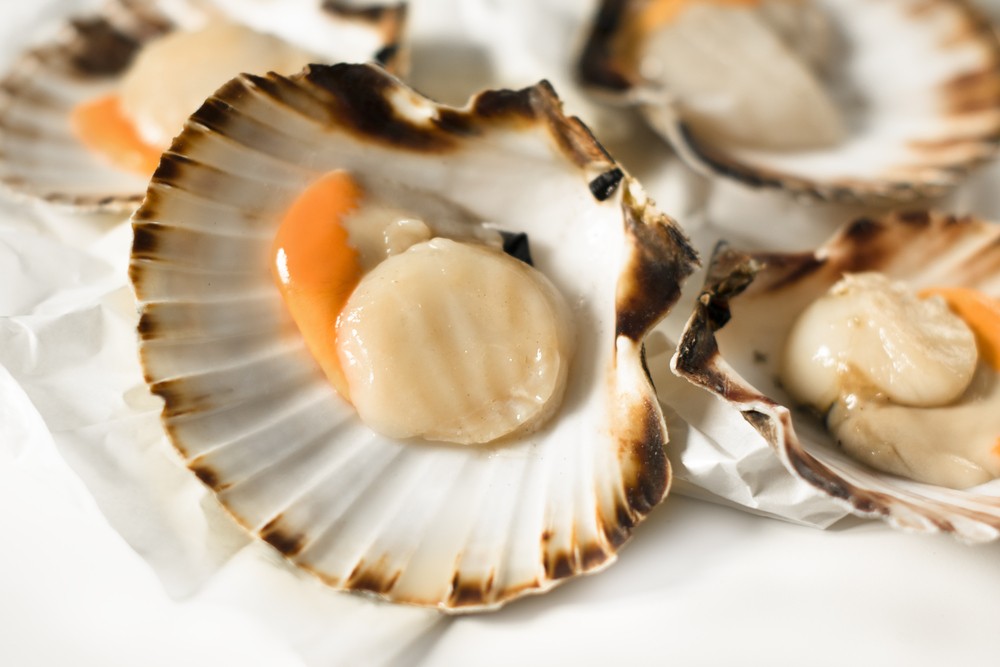 Comment ouvrir les coquilles Saint-Jacques ?