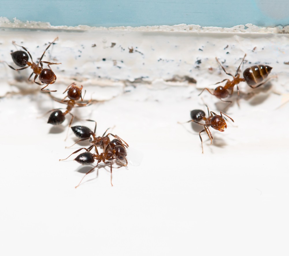 Astuce : comment éloigner mites et fourmis ?